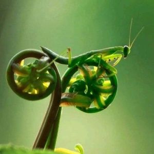 Meet your Posher, Owen